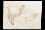 Beautiful Diplomystus Fossil Fish Cluster - Wyoming #84224-1